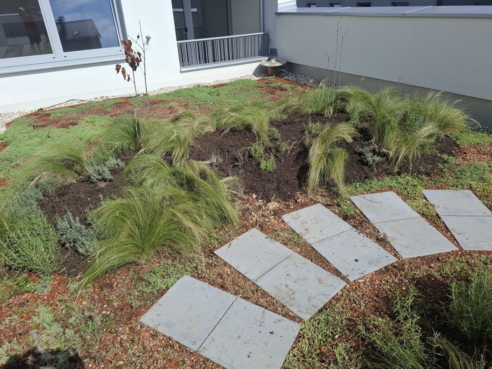 Dachbegrünung mit Gräsern und Trittplatten