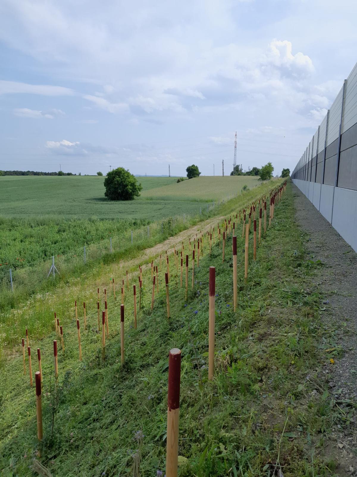 Foto: Bepflanzung