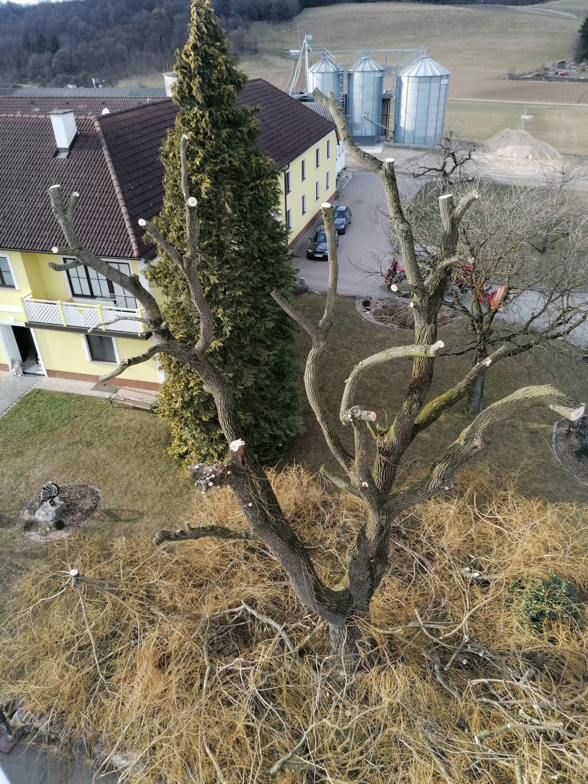 Foto: Gehölzpflege