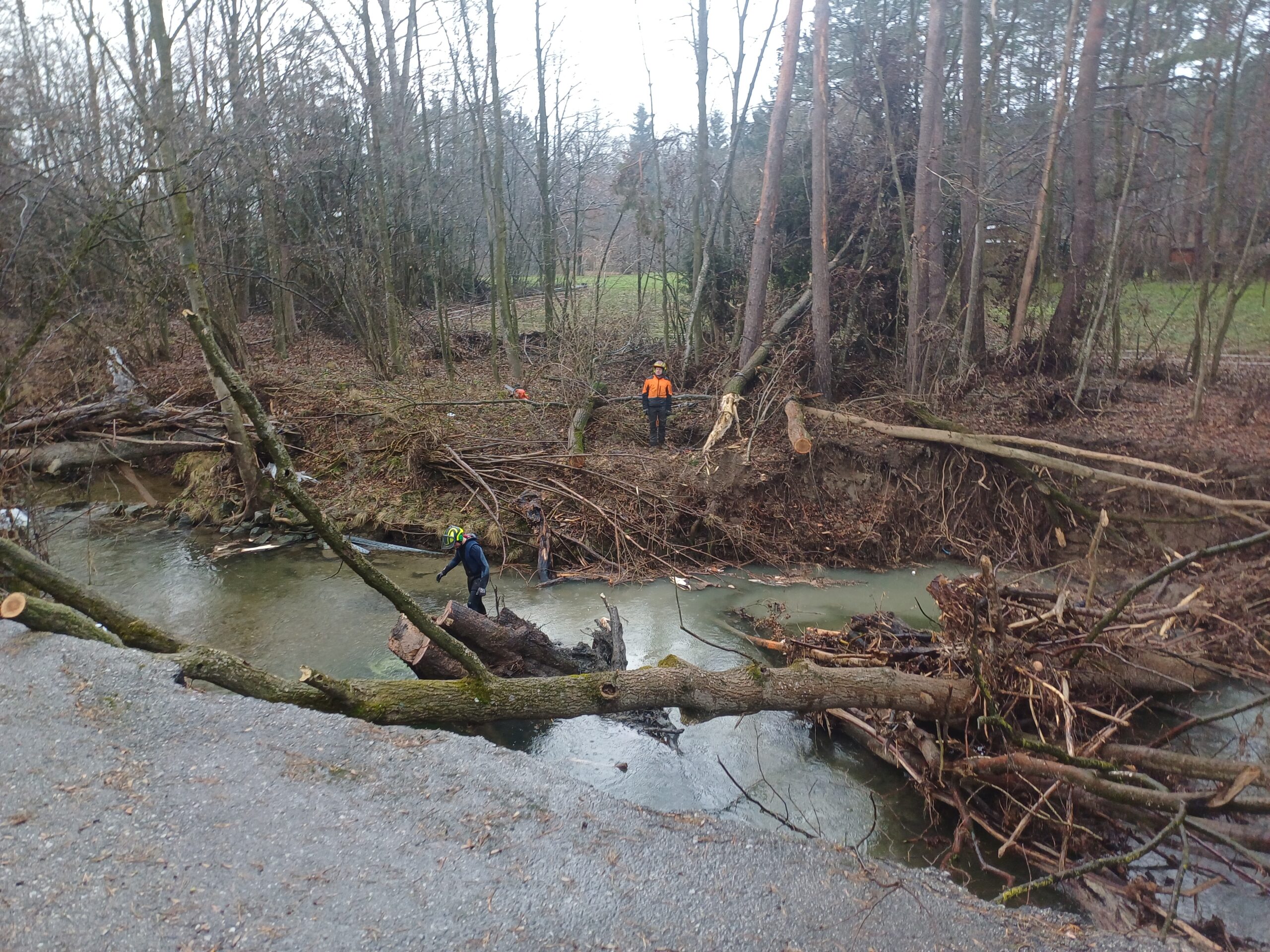 Foto: Spezialbaum-Fällung